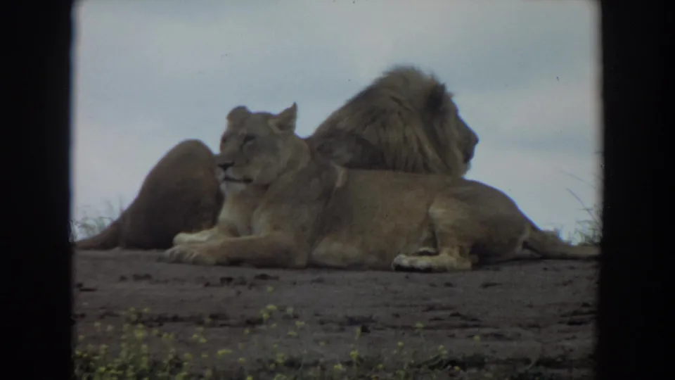 1974 Irvine 8mm frame with a lioness turned toward a male lion as both lie on a bare dirt rise.