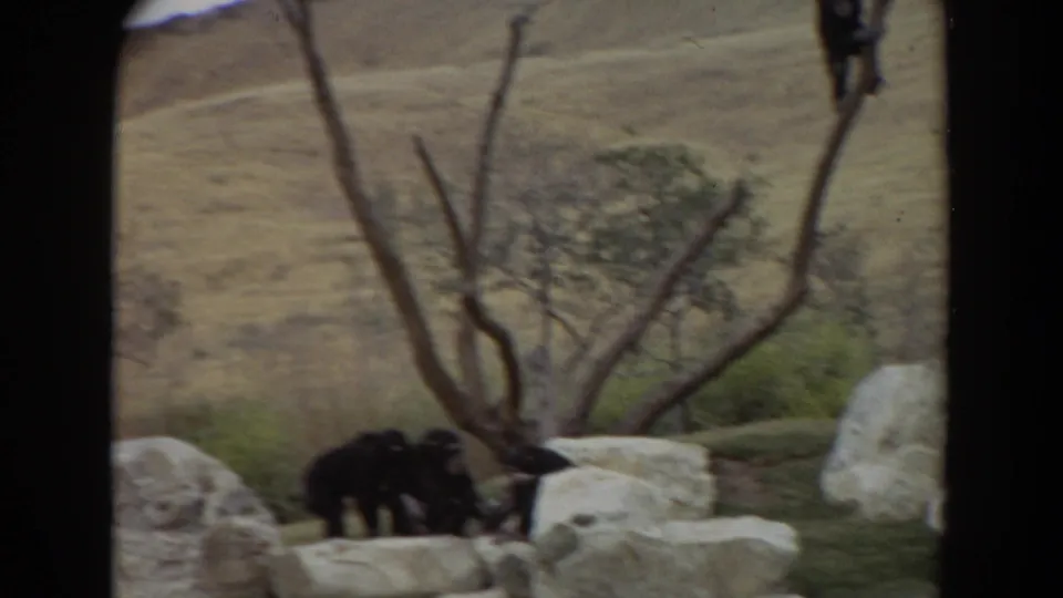 1974 Irvine 8mm frame showing dark primates near light rocks and a bare branching tree in a naturalistic enclosure.