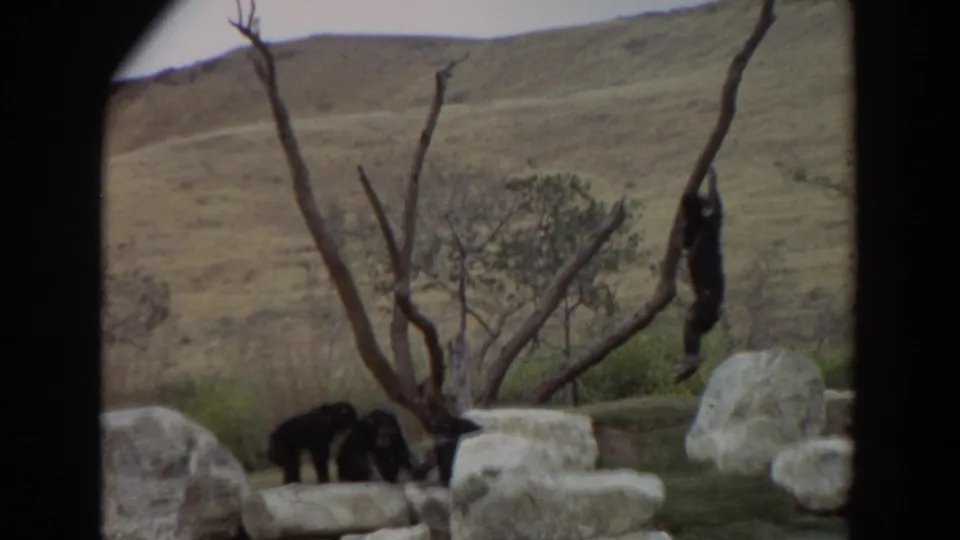 1974 Irvine 8mm frame with one primate climbing a bare tree branch and others clustered near rocks in the enclosure.