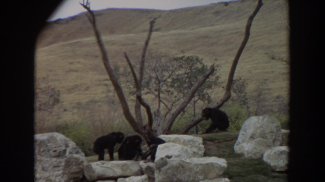 1974 Irvine, California 8mm frame showing three chimpanzees among pale rocks, bare branches, and dry hillside grass.