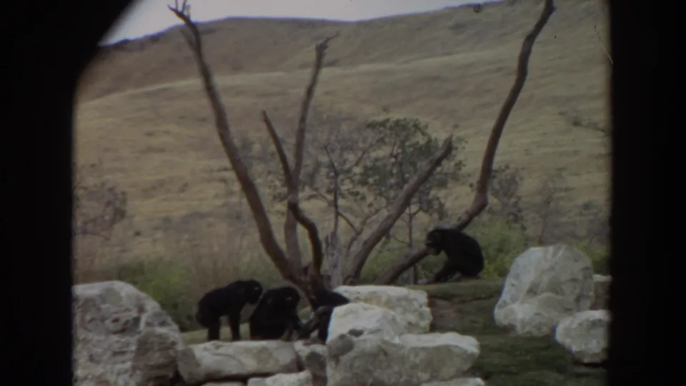 1974 Irvine, California 8mm frame showing three chimpanzees among pale rocks, bare branches, and dry hillside grass.