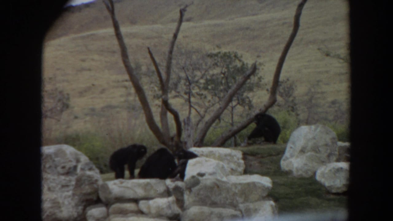 Three chimpanzees move across rocks beside bare branches in an outdoor habitat.