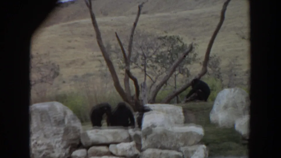 1974 Irvine, California 8mm still of chimpanzees near a low rock wall, pale boulders, and dry hillside vegetation.