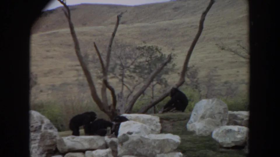 1974 Irvine, California frame showing three chimpanzees dispersed among rocks, branches, and dry landscaped terrain.