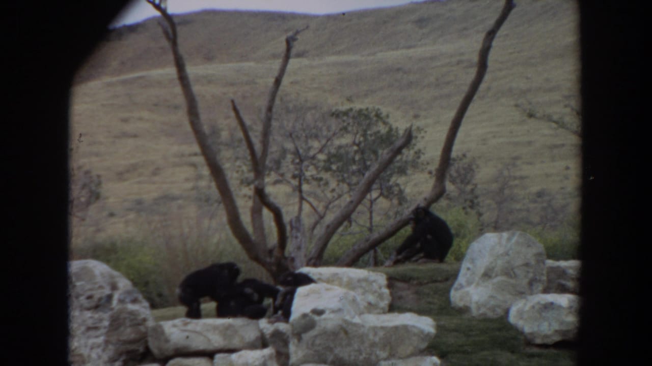 1974 Irvine, California 8mm frame showing chimpanzees near pale rocks, bare branches, dry grass, and rolling hills.