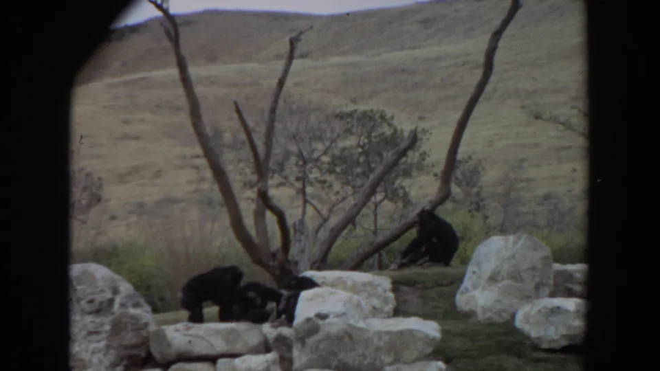 1974 Irvine, California 8mm frame showing chimpanzees near pale rocks, bare branches, dry grass, and rolling hills.