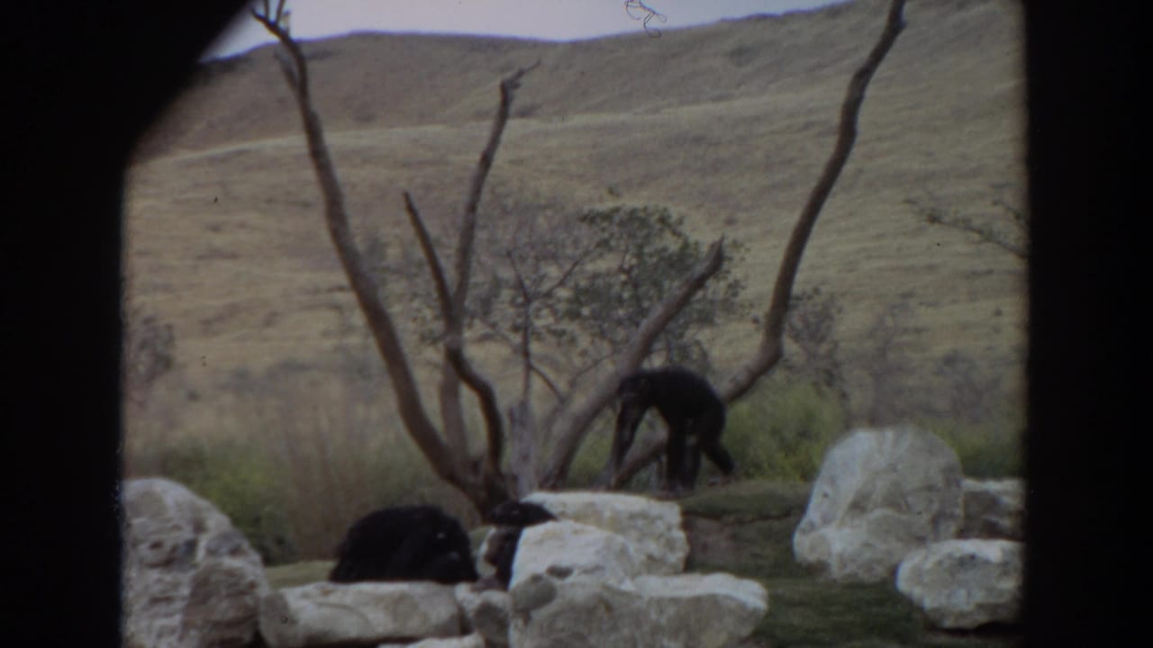 Chimpanzees move through rocks and branches with dry hills behind them.
