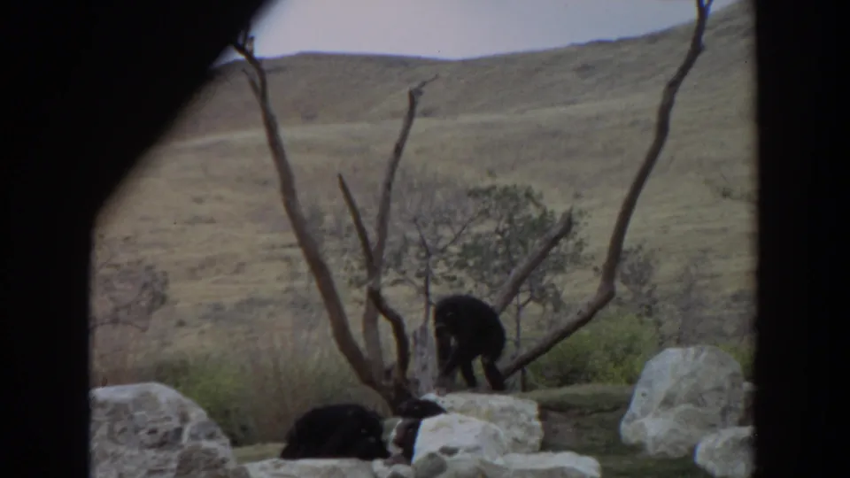 1974 Irvine, California frame showing a chimpanzee upright beside leafless trunks and another low against pale rocks.