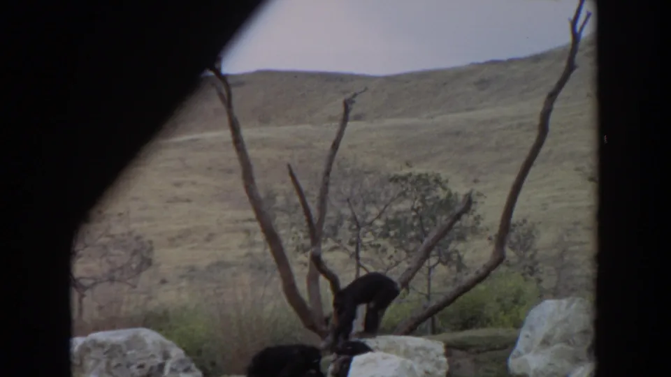 Final 1974 Irvine 8mm frame with chimpanzees partly obscured by bare branches, rocks, and the dark viewing border.