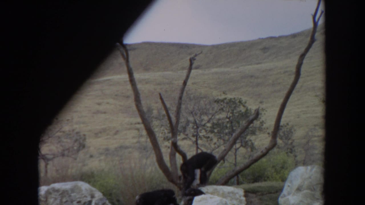 Chimpanzees move among pale rocks and bare branches in a dry outdoor enclosure.