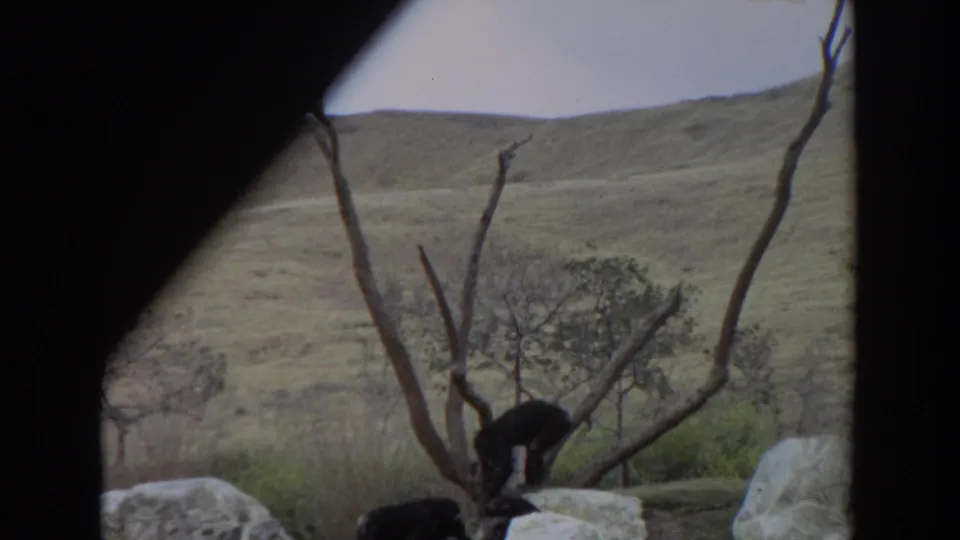1974 Irvine, California 8mm frame showing chimpanzees near rocks and bare climbing branches, seen through dark viewing-port edges.