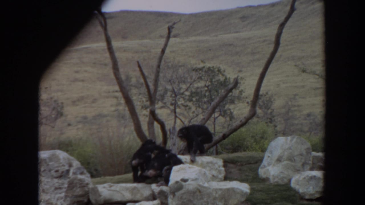 Several chimpanzees sit and move on rocks beneath bare branches.