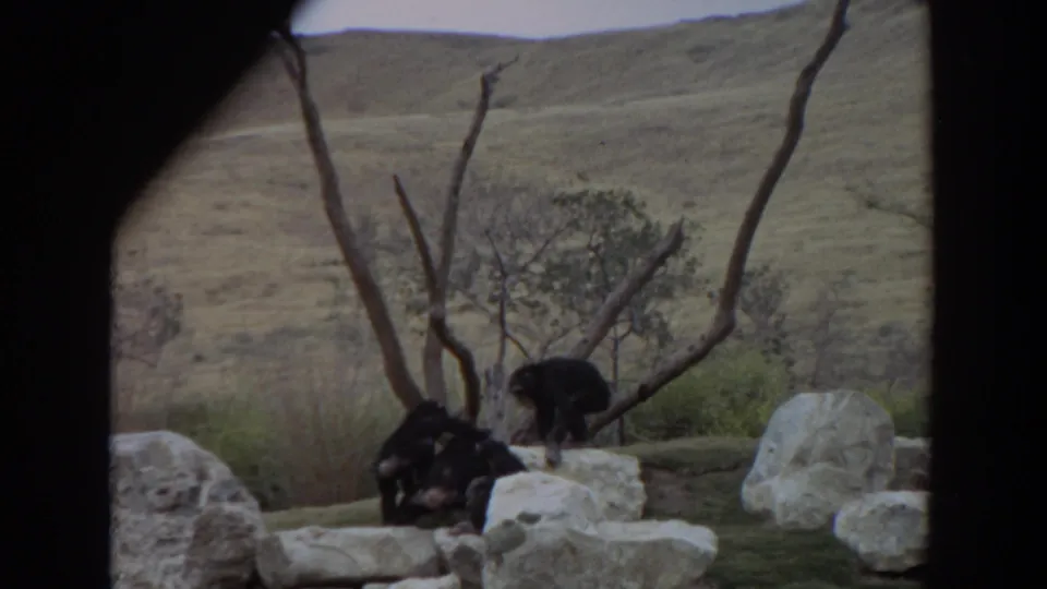 Chimpanzees interact on pale rocks in an outdoor Irvine zoo enclosure, with a dry grassy slope behind them.