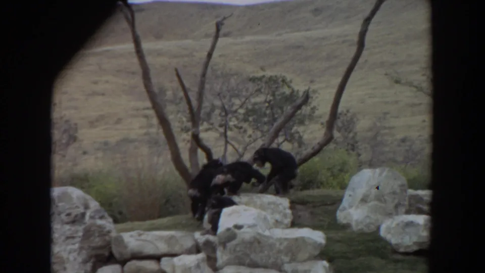 1970s 8mm view of chimpanzees shifting positions across rocks and ground inside a dry, open zoo enclosure.