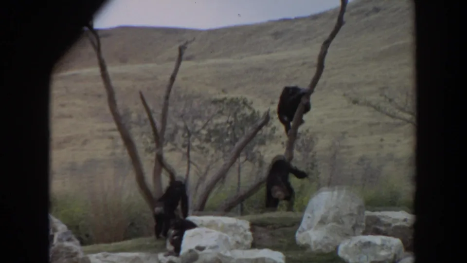 A chimpanzee climbs a bare tree limb as others stay on the ground among rocks in the 1974 Irvine zoo footage.