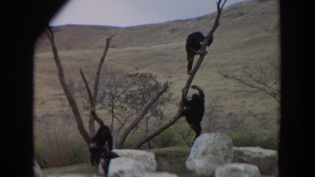 Chimpanzees climbing bare branches in an outdoor enclosure with rocks and a dry hillside behind them.