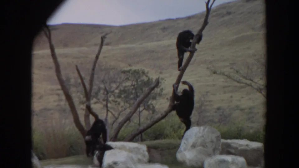 1974 Irvine 8mm footage shows chimpanzees moving on bare branches in a rocky outdoor enclosure with dry hills in the background.