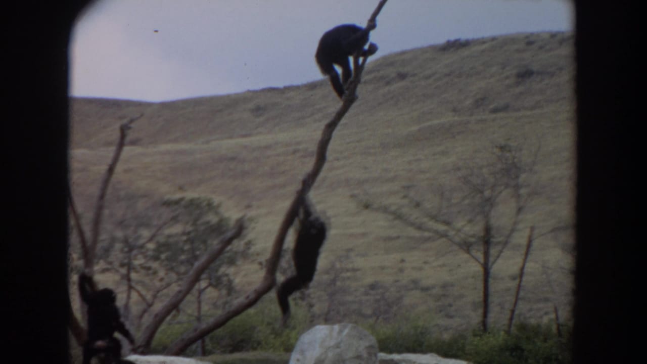 Chimpanzees positioned on high and lower branches with rocks and grassy hills visible behind them.