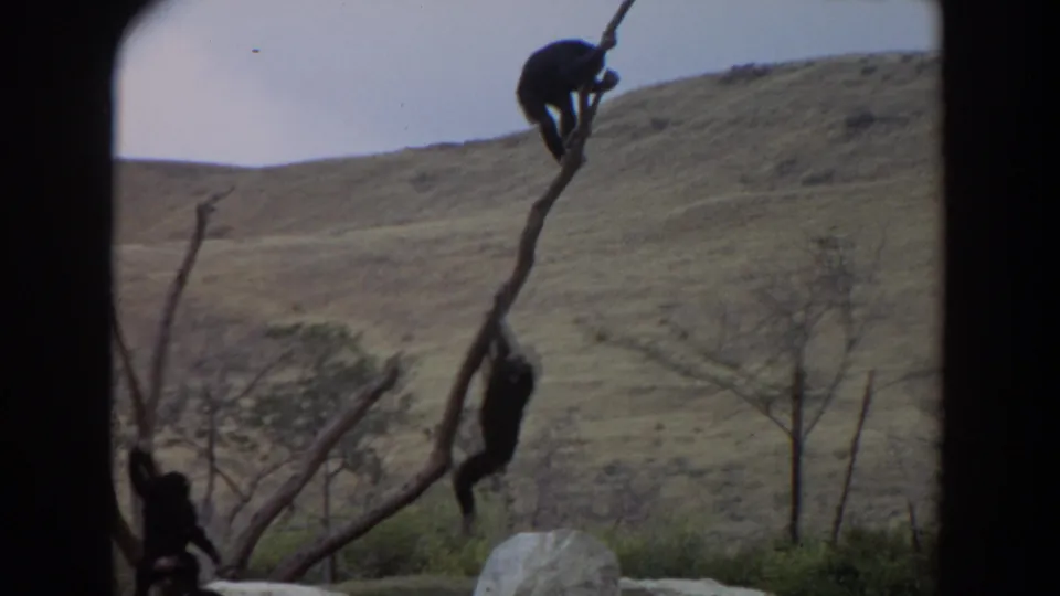 A visitor-shot 1974 Irvine frame shows chimpanzees spread across a branch structure inside a rocky outdoor enclosure.