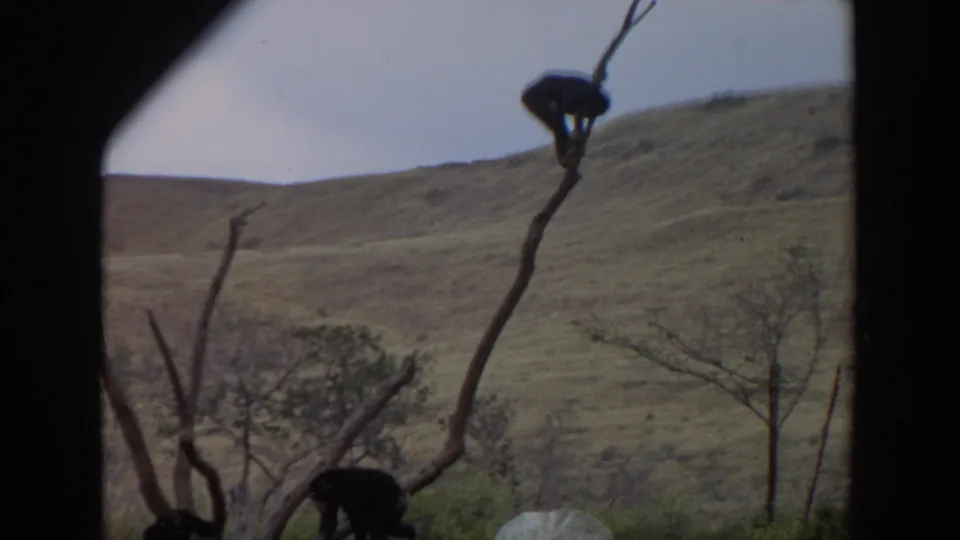 In the 1974 Irvine home-movie frame, chimpanzees climb and perch on bare branches above rocks with dry hillside beyond.