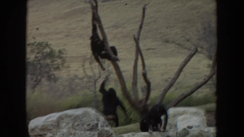The 1974 Irvine 8mm frame shows chimpanzees climbing and hanging around a bare tree structure in a rocky hillside enclosure.