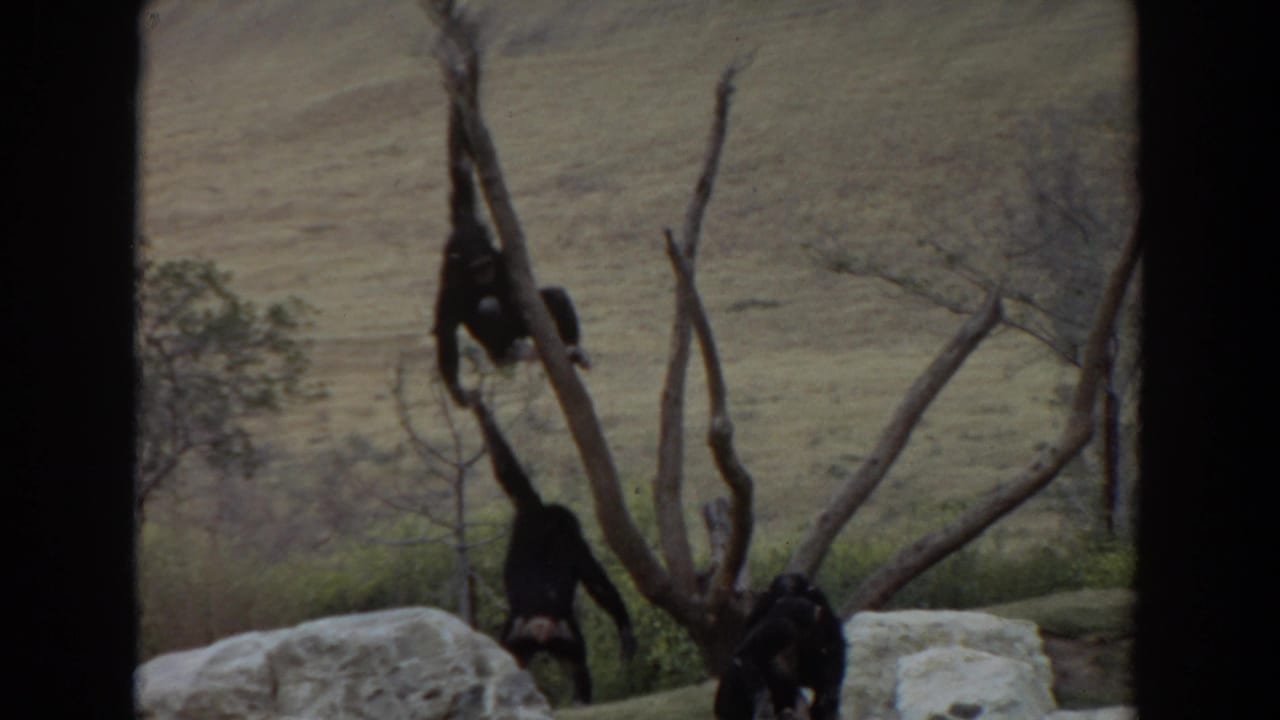 Three chimpanzees climb around bare trunks in a hillside enclosure seen through dark window bars.