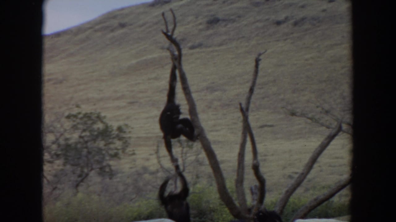 Two chimpanzees are visible on a bare tree structure against a dry grassy hillside.