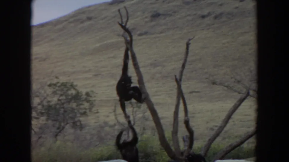 1974 Irvine 8mm frame showing chimpanzees at different heights on a leafless climbing tree inside a hillside enclosure.