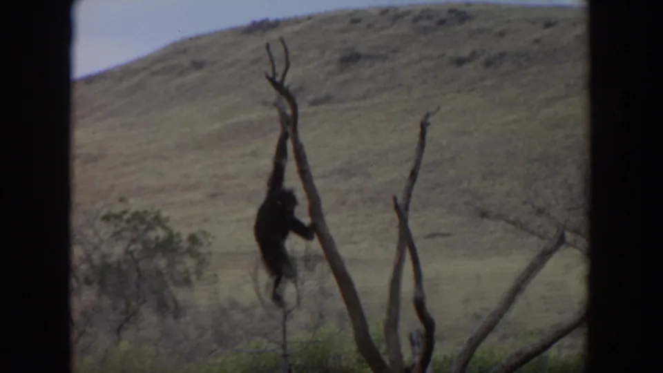 1974 Irvine 8mm frame of a chimpanzee climbing a leafless trunk in a naturalistic enclosure, with hillside and sparse trees beyond.
