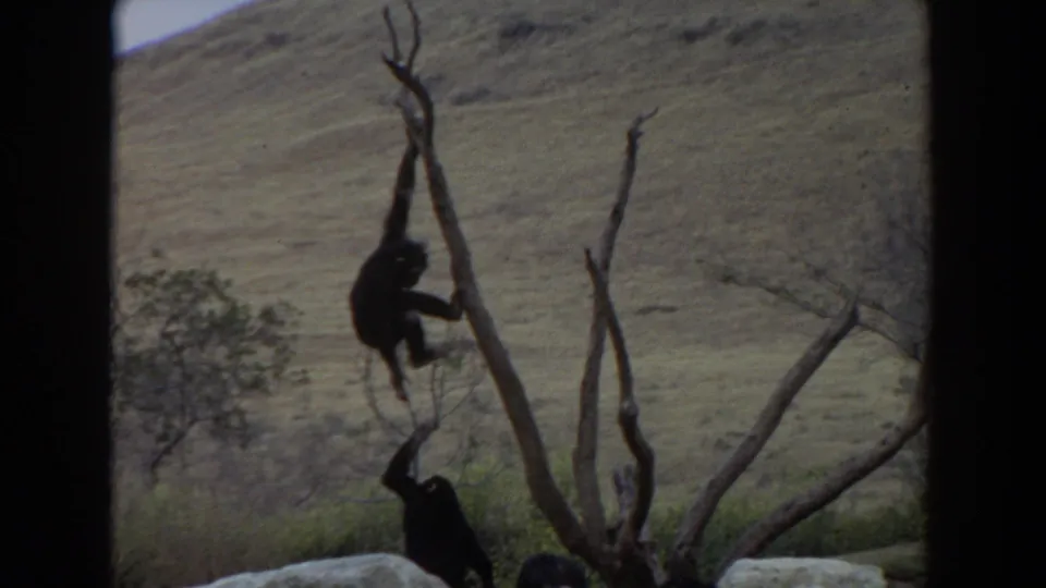 1974 Irvine 8mm frame of chimpanzees climbing and hanging from a bare tree structure, with rocks and hillside visible below and behind.