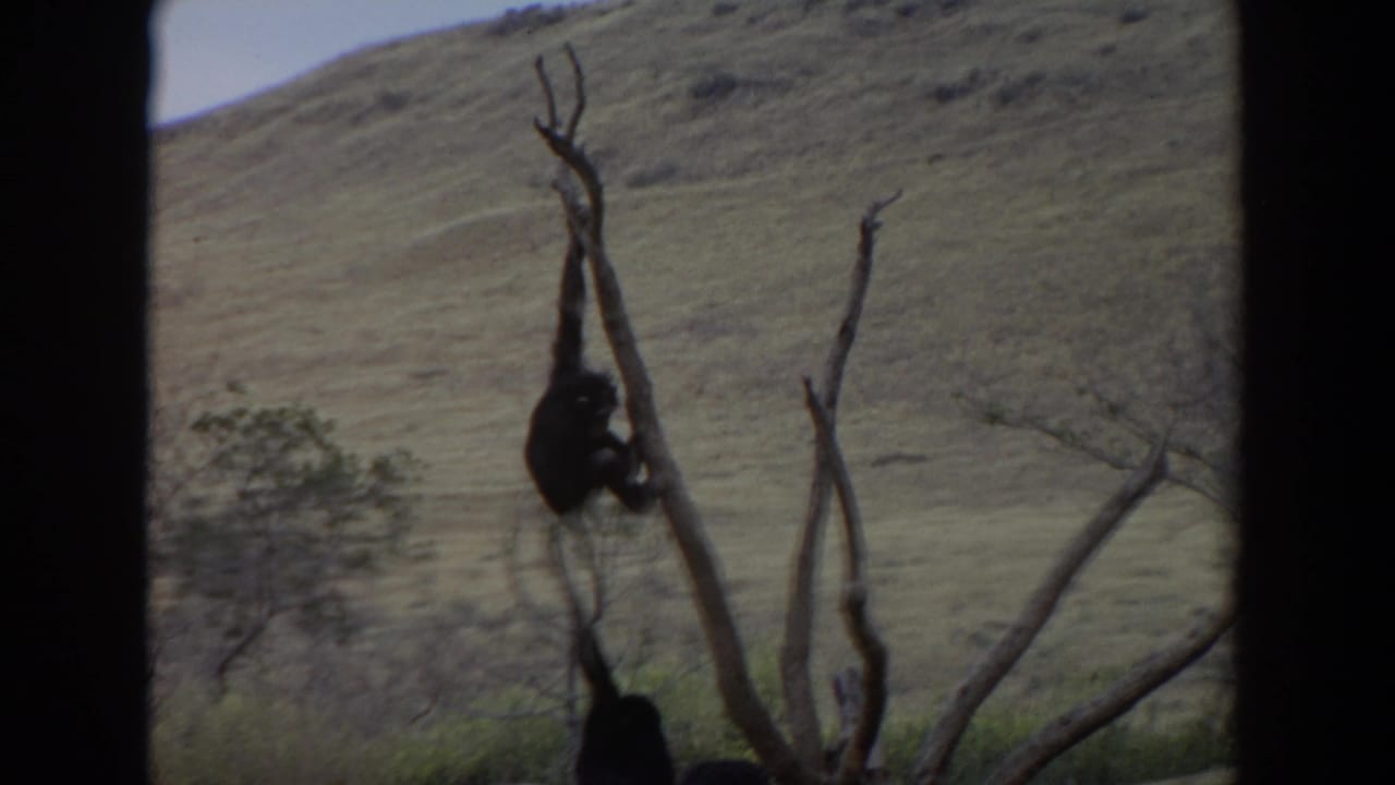 1974 8mm frame near Irvine, California, showing a dark primate suspended on a leafless tree with scrub and dry hills behind it.
