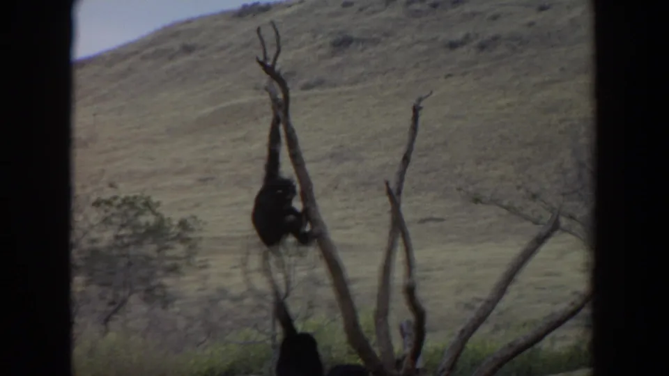 1974 8mm frame near Irvine, California, showing a dark primate suspended on a leafless tree with scrub and dry hills behind it.