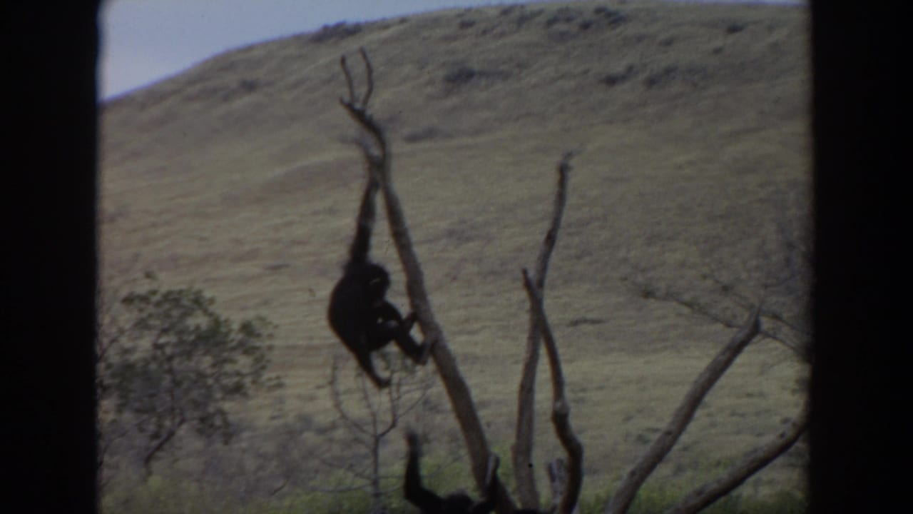 Primate clinging to a bare tree trunk with hills in the background.
