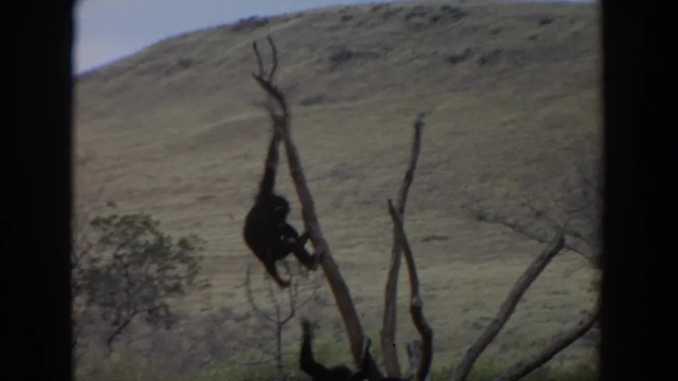 1974 8mm frame near Irvine, California, with a primate gripping a bare tree trunk above low scrub and a muted hillside.