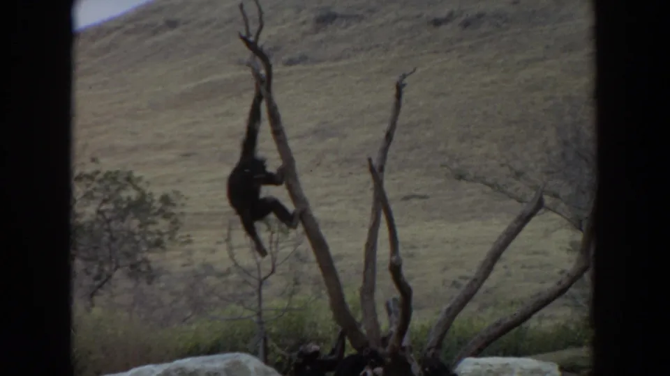 1974 8mm frame near Irvine, California, showing a primate descending a bare tree with pale enclosure rocks and scrub visible below.