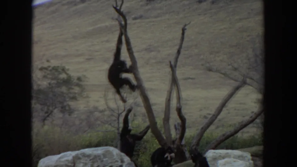 1974 8mm frame near Irvine, California, showing one primate on a bare tree while another reaches up from the rocks below.
