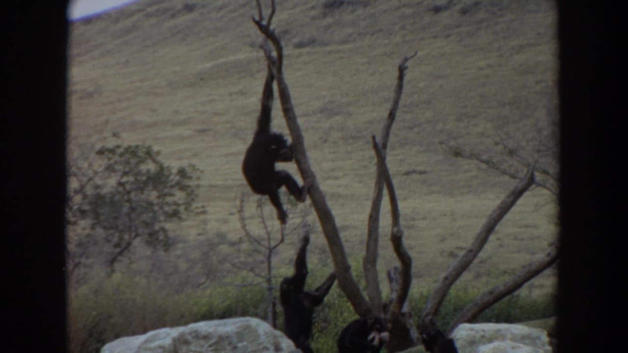 1974 Irvine 8mm frame showing chimpanzees on bare tree branches against a grassy hillside in a naturalistic enclosure.