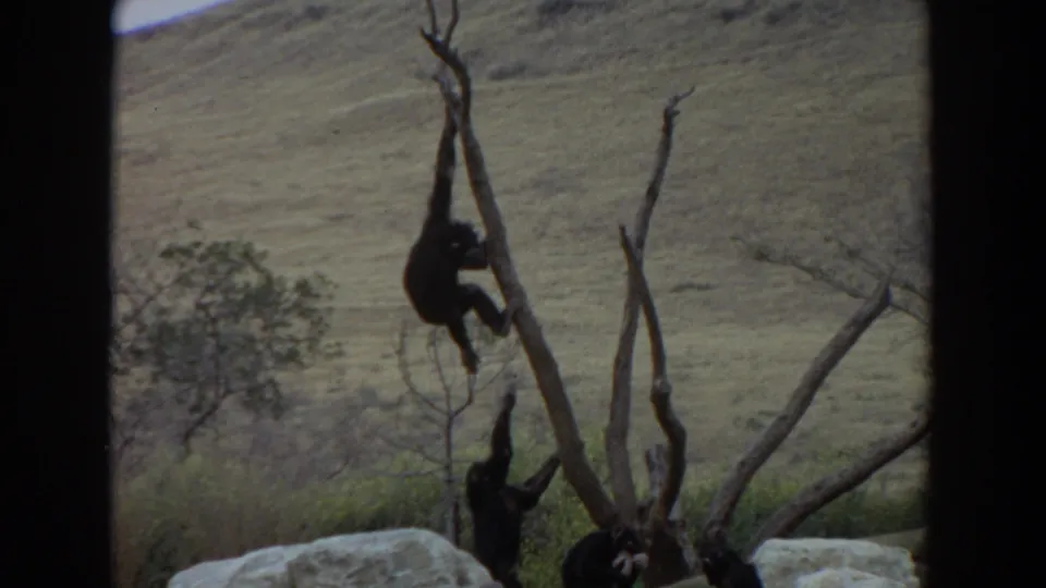 1974 Irvine 8mm frame showing chimpanzees on bare tree branches against a grassy hillside in a naturalistic enclosure.