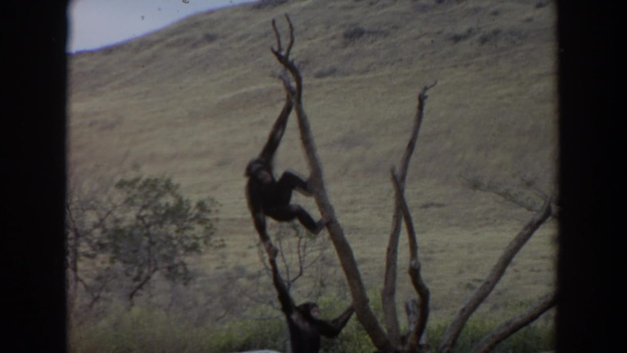 Two chimpanzees positioned on tall bare branches with grassland behind them.