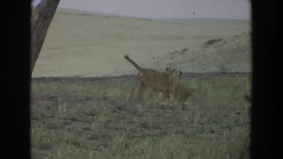 1974 Irvine 8mm frame showing two lion cubs moving across grass in a savanna-like managed landscape.