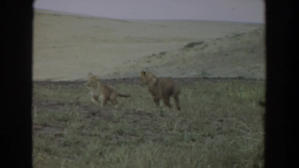 1974 Irvine home-movie frame of two lion cubs crossing a grassy enclosure with a soft, faded 8mm look.