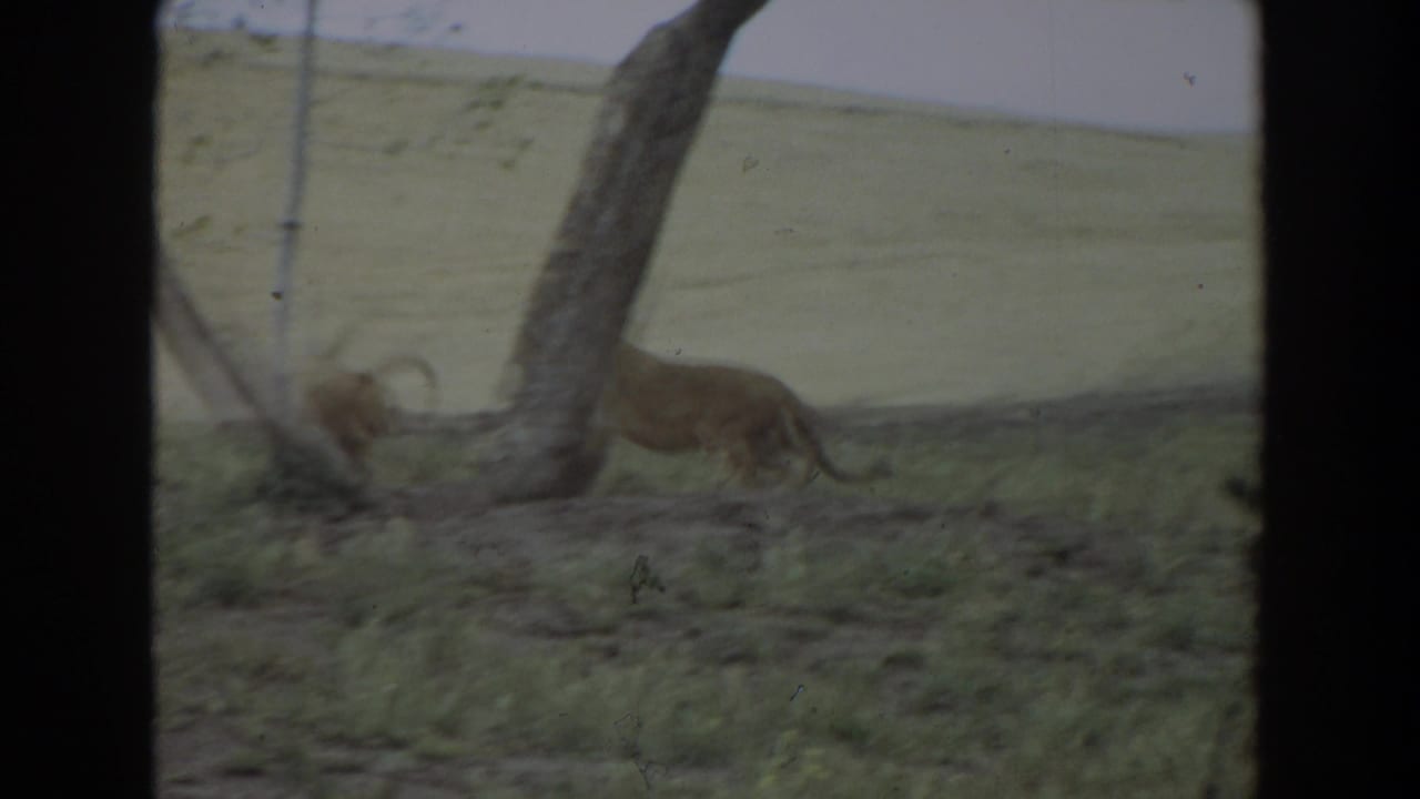 Lion cub moves through grass near sparse trees in a sloped field.