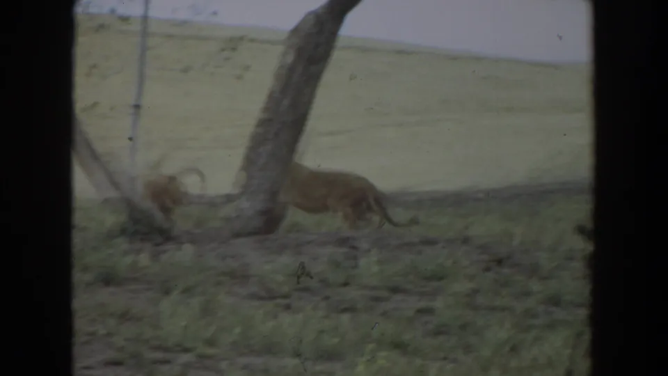 1974 Irvine-area 8mm frame showing a young lion moving through grass near thin trees, with dark film borders and soft focus.