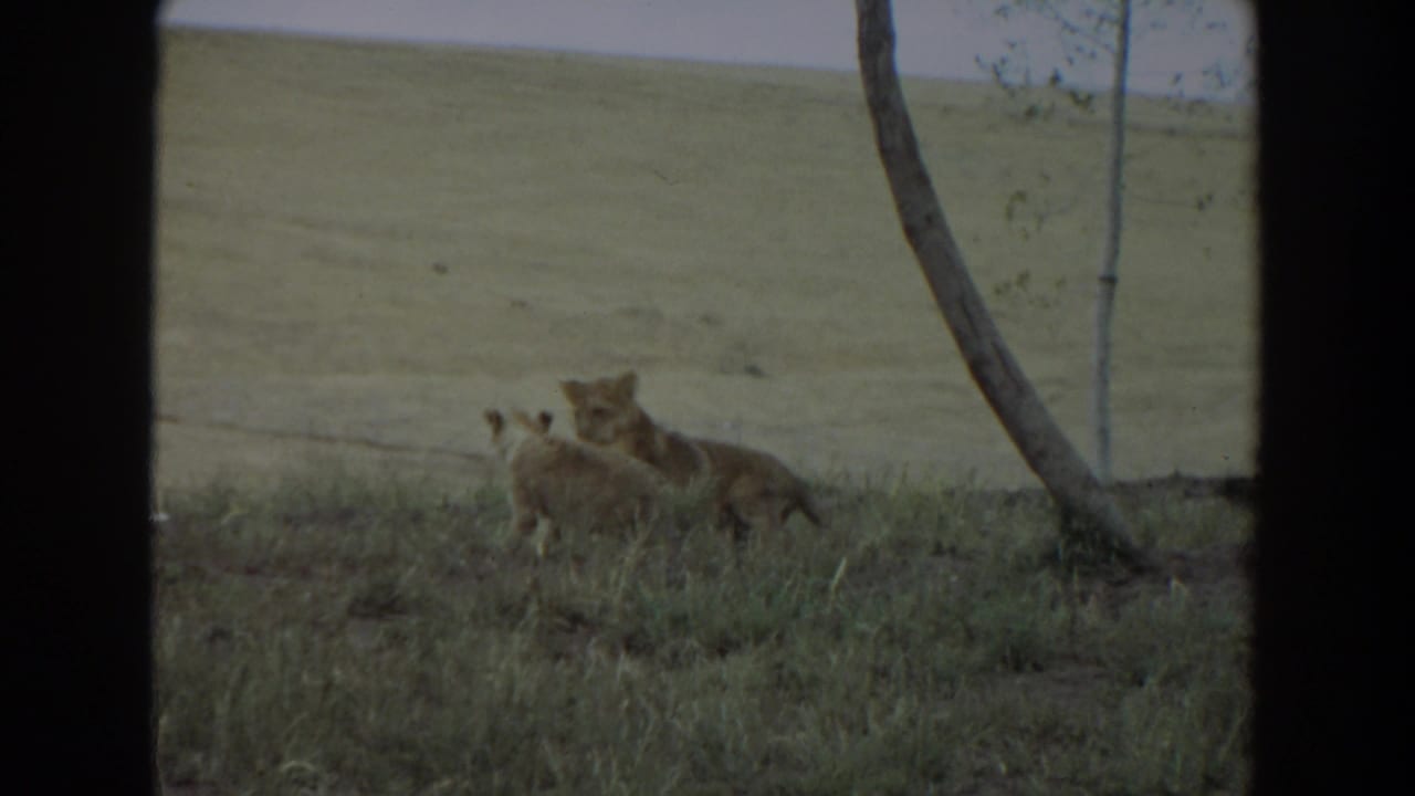 1974 Irvine-area 8mm frame showing young lions clustered in a grassy field, partly framed by tree trunks and film borders.
