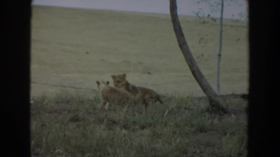 1974 Irvine-area 8mm frame showing young lions clustered in a grassy field, partly framed by tree trunks and film borders.