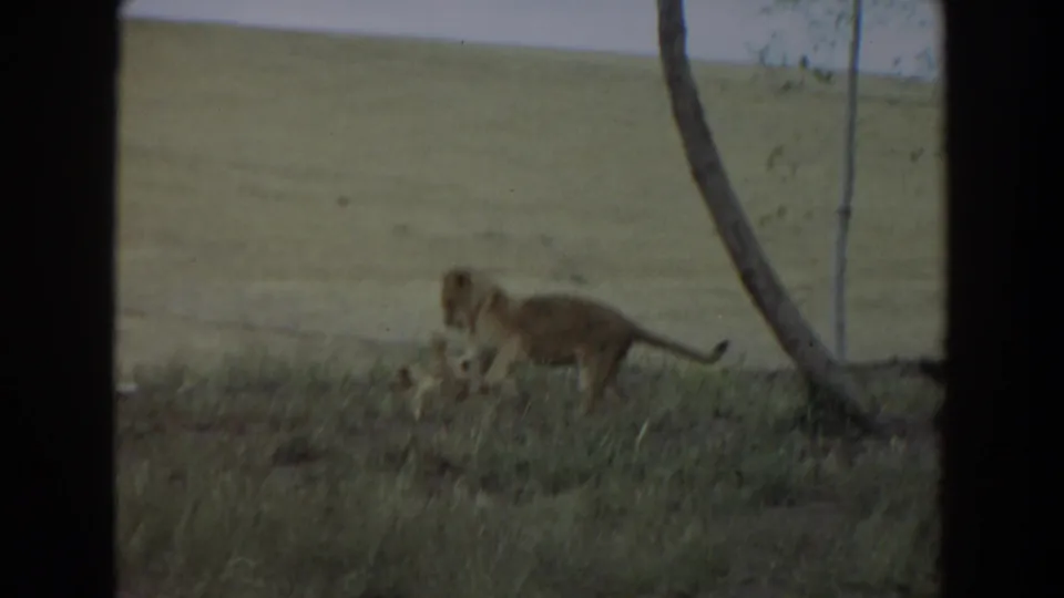 1974 Irvine-area 8mm frame showing two young lions close together in grass, one low to the ground as the handheld camera watches.