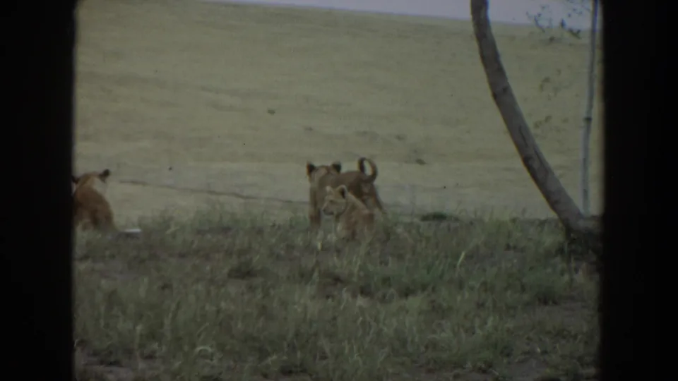 1974 Irvine-area 8mm frame showing young lions in grass, with one cub facing the camera and others turned away near a tree.