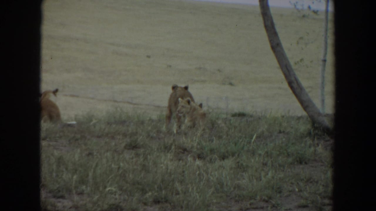 Adult lion and cubs in grassland seen through dark vertical framing.