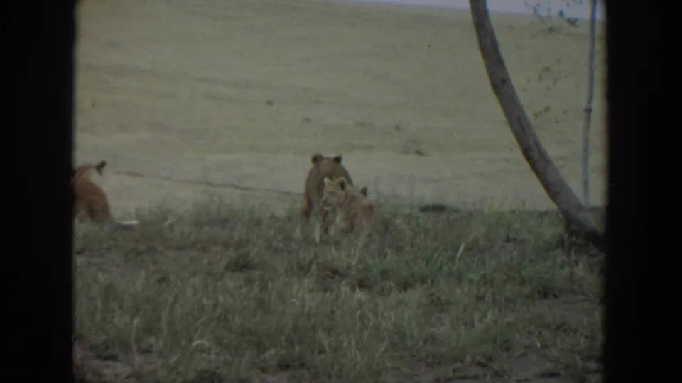 1974 8mm frame from Irvine, California showing a lion family in grassland, partly obscured by dark vertical edges.