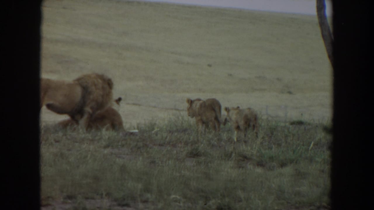 Adult male lion with cubs in a grassy setting, filmed in soft 1970s 8mm color from a partially blocked viewpoint.